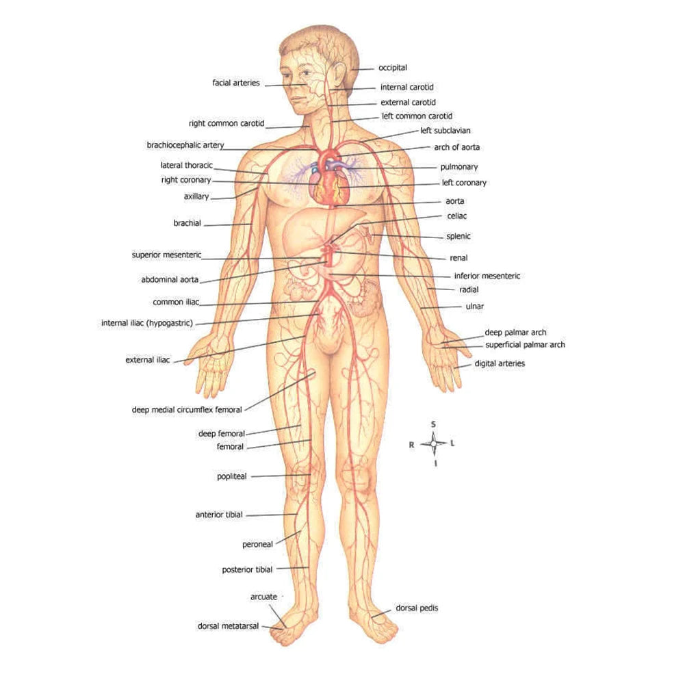 Elastic First Aid Tourniquet Rope EDC Belt Survival Gear