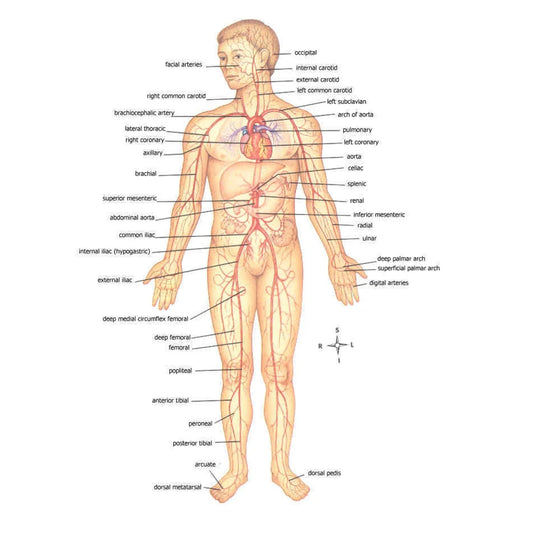 Elastic First Aid Tourniquet Rope EDC Belt Survival Gear